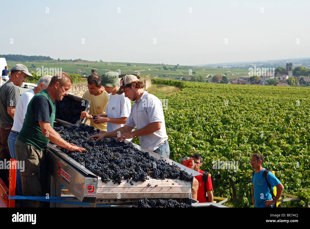 Sorting pinot noir grapes just outside the village of Volnay, Cote d'Or, France Stock Photo