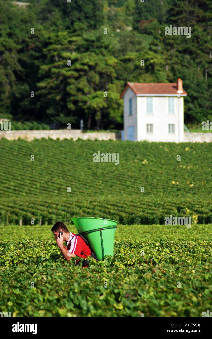 Grape picker talking on a mobile phone, Puligny-Montrachet, Burgundy, France Stock Photo