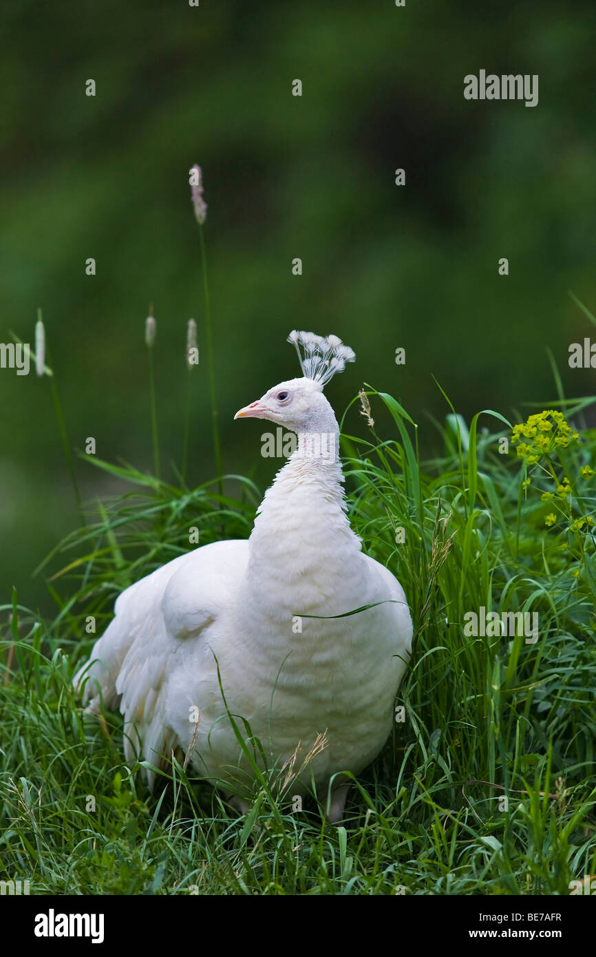 White peafowl (Pavo cristatus mut. Albacares), hen Stock Photo