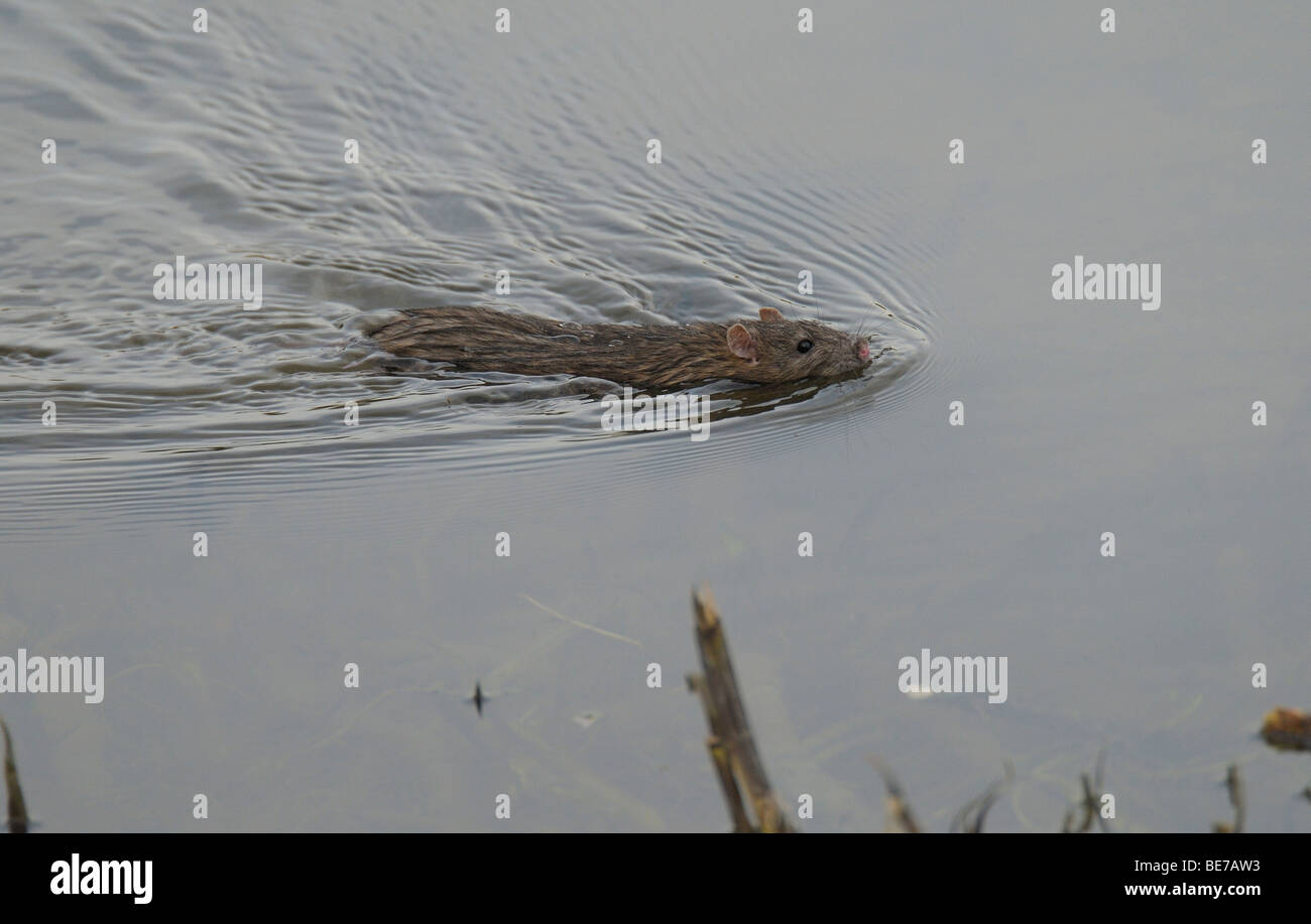 Water Rat Stock Photos & Water Rat Stock Images Alamy