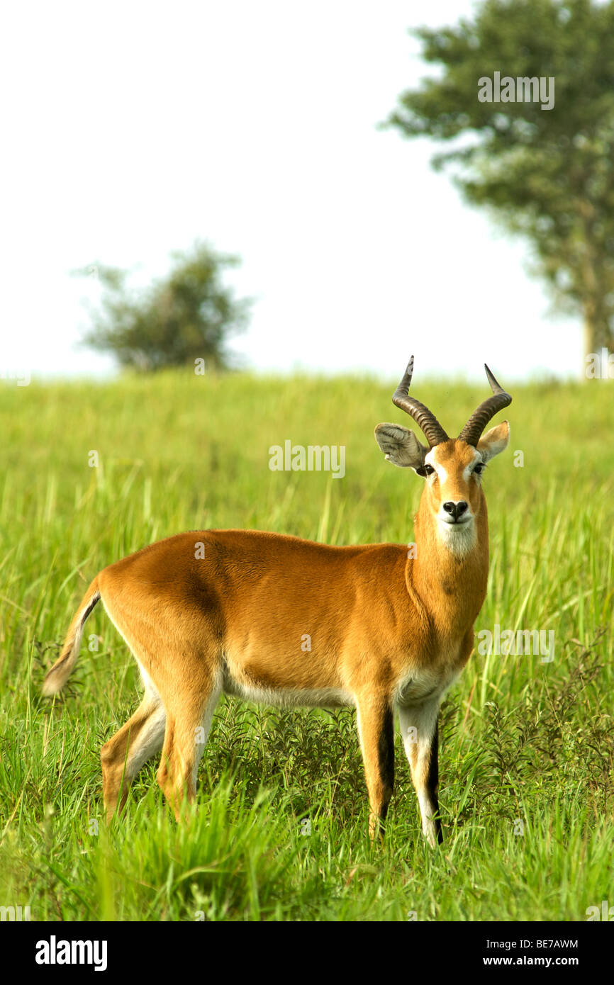 Kob (Kobus kob thomasi) in Murchison Falls National Park in Uganda. Stock Photo