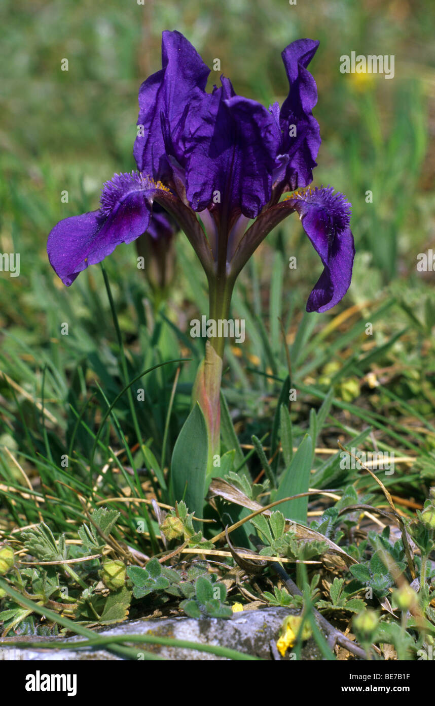 Dwarf Iris (Iris pumila), blue type Stock Photo