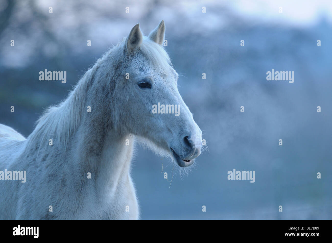 White horse breathing out on a frosty morning Stock Photo Alamy
