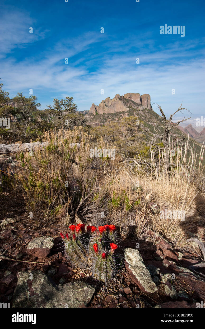 Claret Cup Cactus blooming on the Lost Mine Trail with a view of Casa Grande, Big Bend National Park, Texas USA. Stock Photo