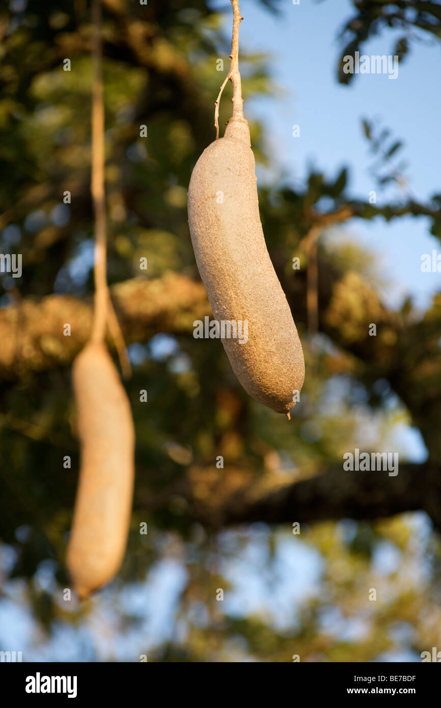 Sausage tree fruit (Kigelia africana) - Stock Image - B790/0852 - Science  Photo Library