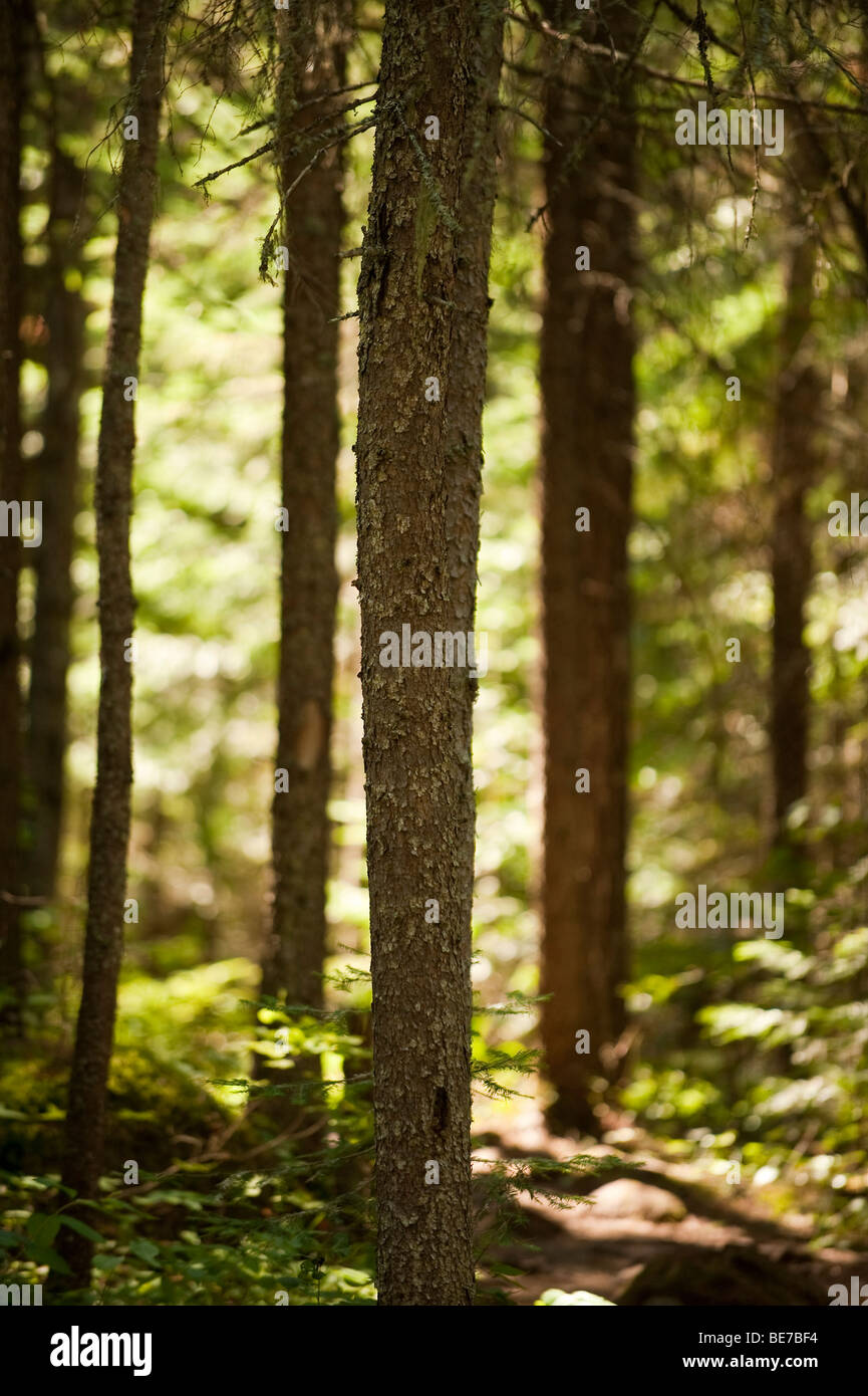 RED PINE STANDING IN SUPERIOR NATIONAL FOREST Stock Photo