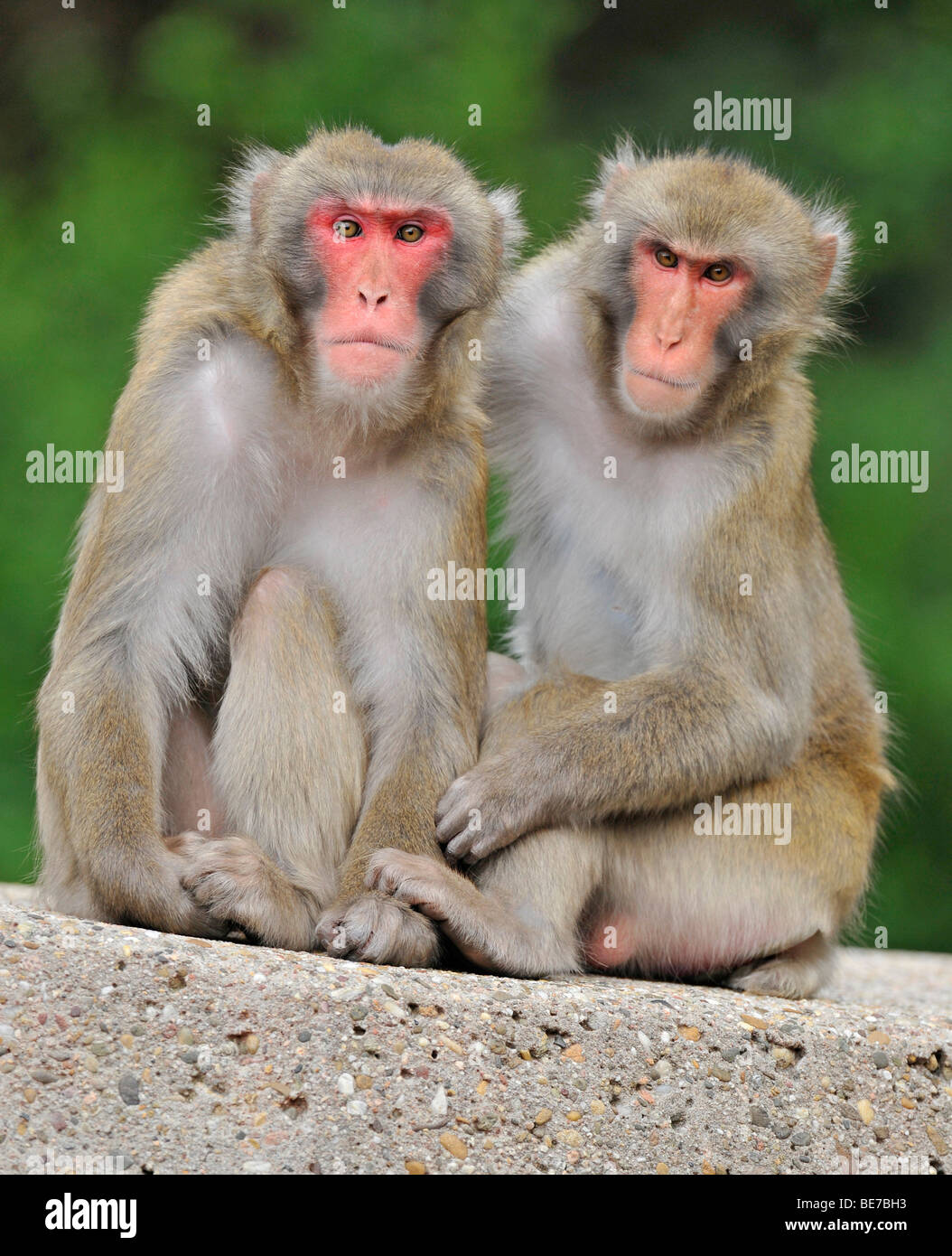 Japanese Macaques (Macaca fuscata) Stock Photo