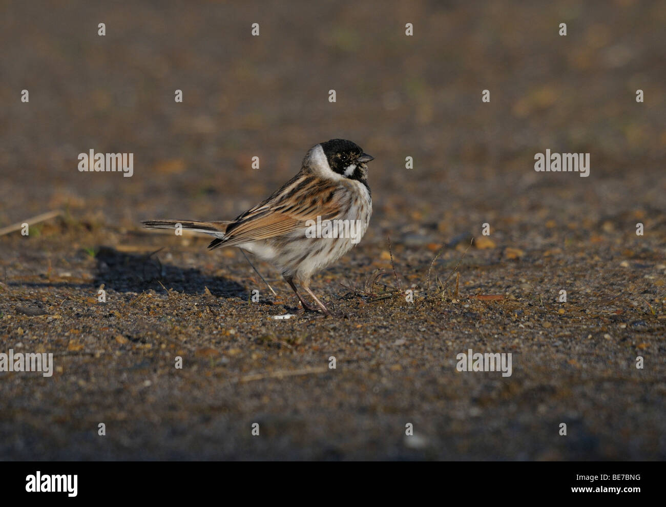 Male Reed bunting on the ground Stock Photo