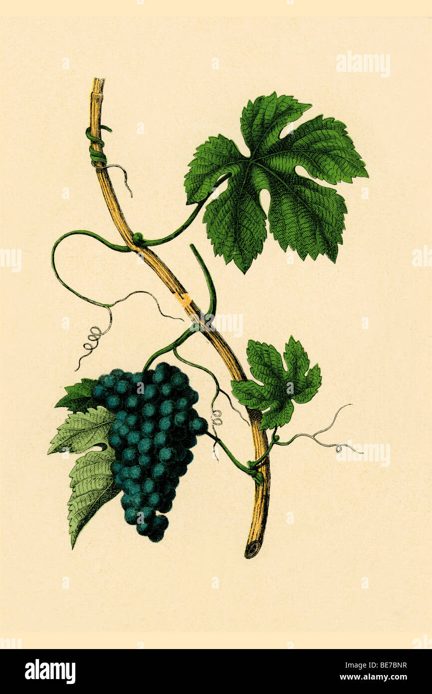 Wine, historical illustration Stock Photo