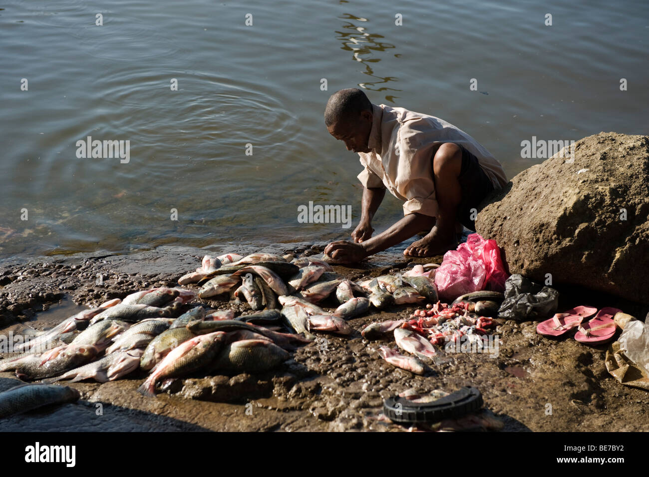 man cleaning fish, Fish market, lake Awassa, Ethiopia Stock Photo Alamy