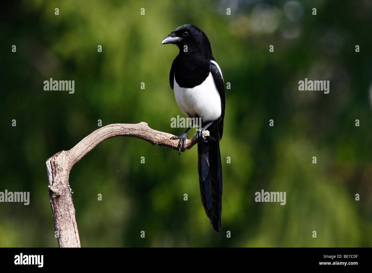 Magpie (Pica pica) perched on branch Stock Photo