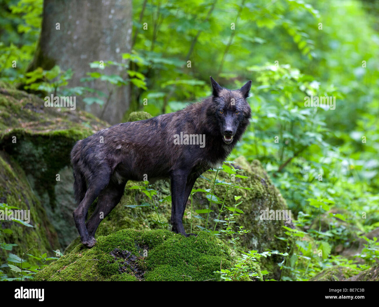 Eastern Wolf (Canis lupus lycaon), black Stock Photo