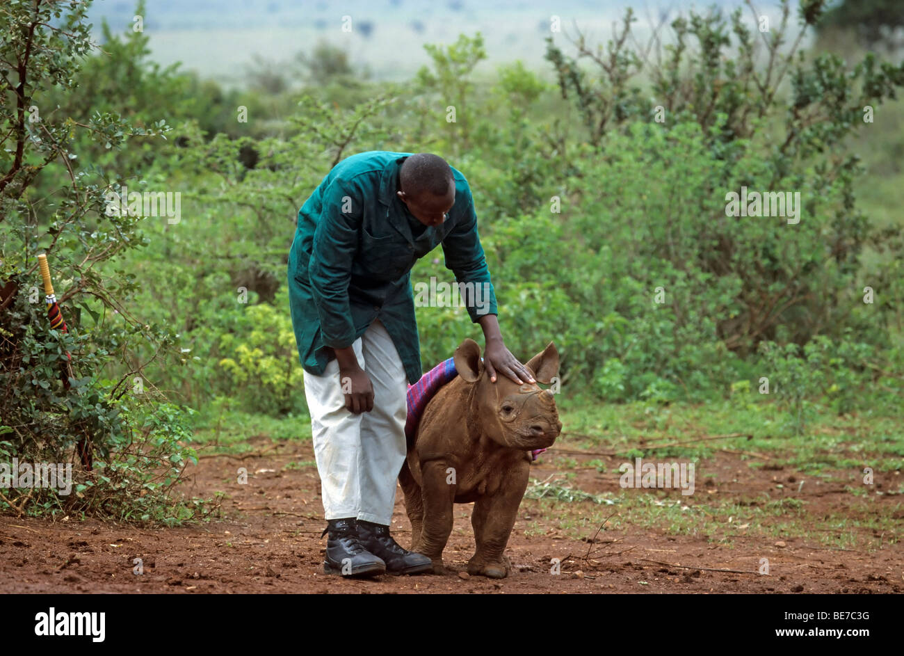 Young black rhinoceros (Diceros bicornis) and keeper, Sheldrick's Elephant Orphanage, an orphanage for elephants, Nairobi Game  Stock Photo