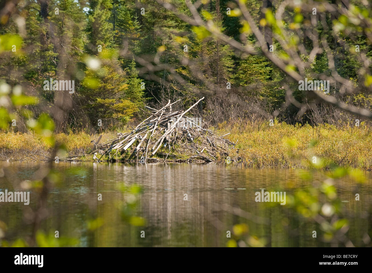 A BEAVER LODGE IN A SMALL POND IN SUPERIOR NATIONAL FOREST Stock Photo