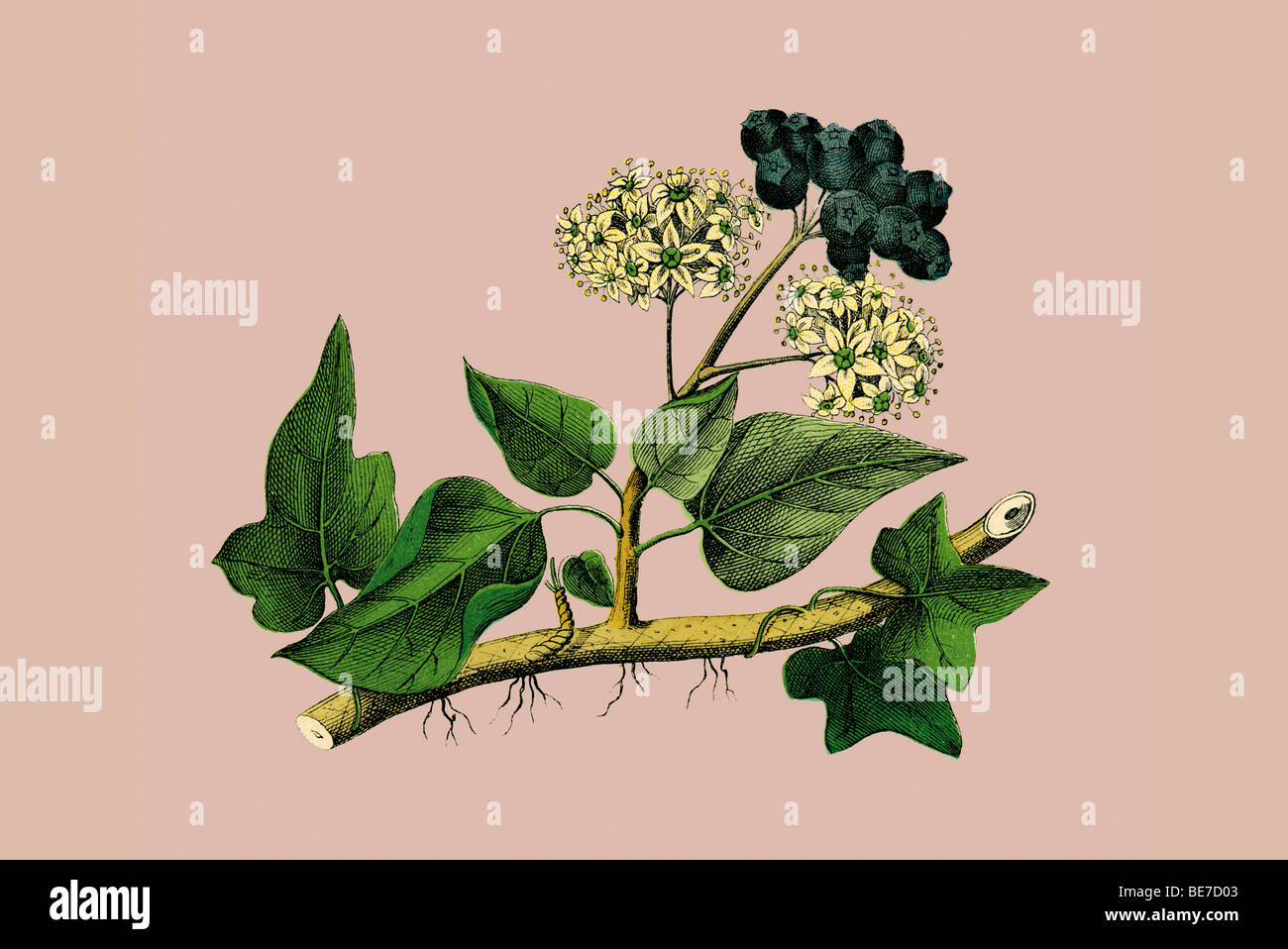 Ivy, historical illustration Stock Photo