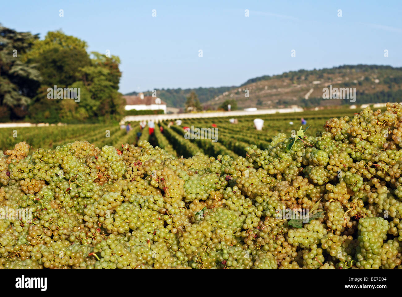 Chardonnay grapes and grape pickers, Meursault, Burgundy, France Stock Photo