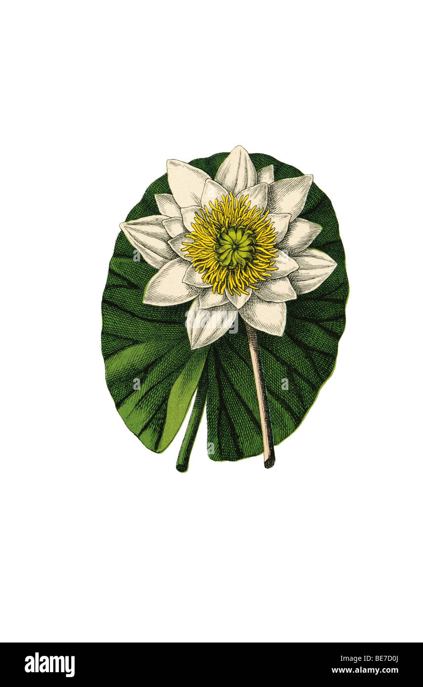 Water lily, historical illustration Stock Photo
