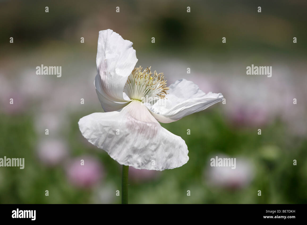 Bloom of an Opium Poppy (Papaver somniferum), Austria, Europe Stock Photo