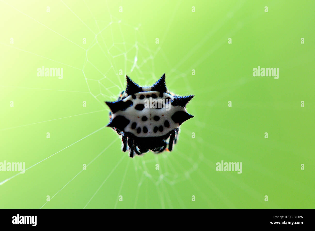 A crab-like spiny orb weaver spider. Texas, USA. Stock Photo