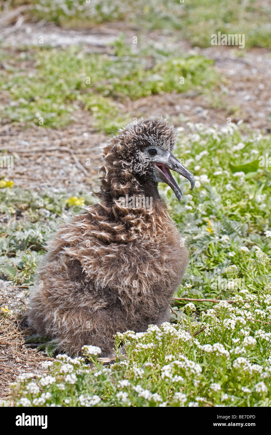 Laysan Albatross chick panting in the heat on Midway Atoll Stock Photo