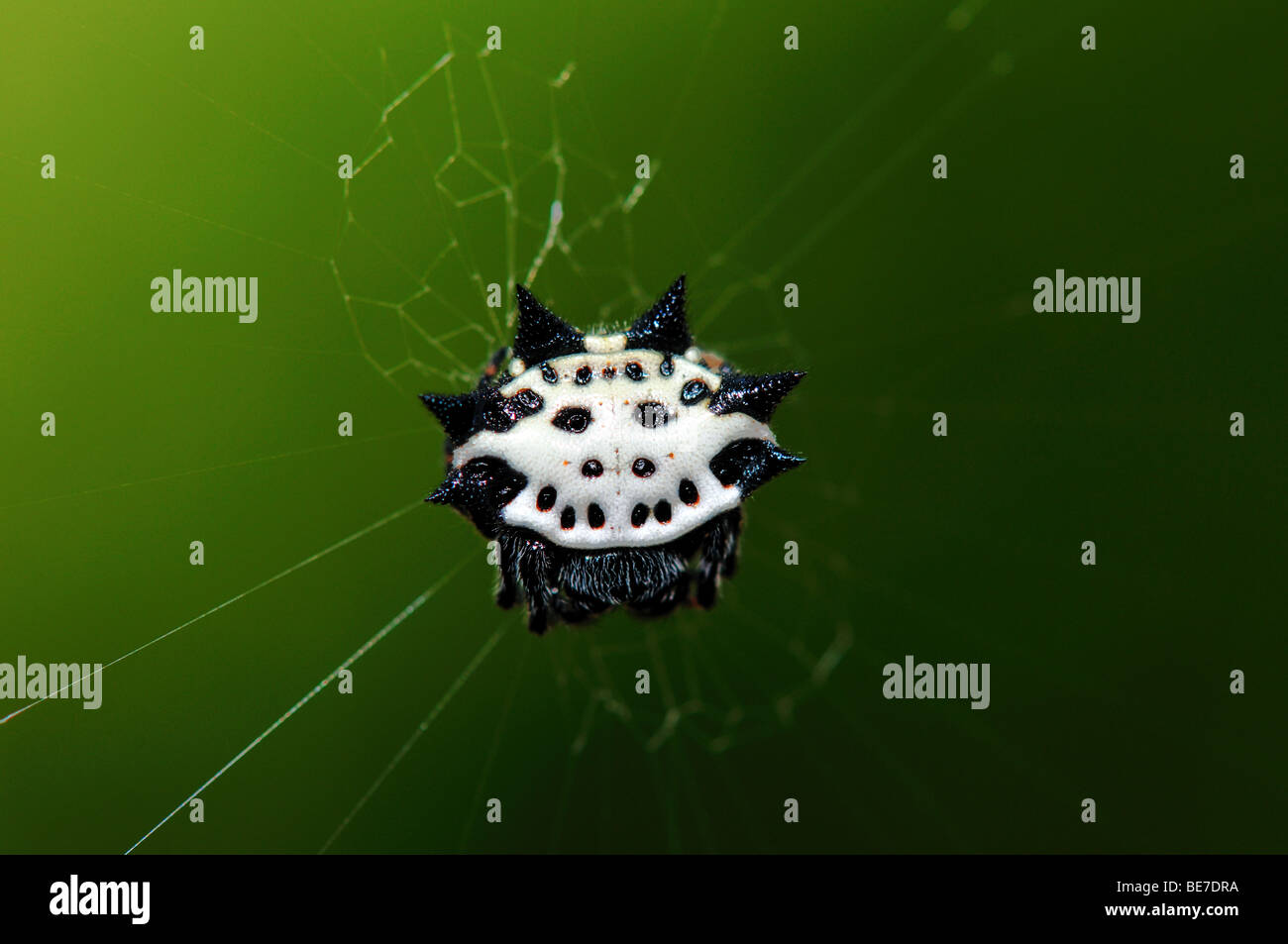 A crab-like spiny orb weaver spider. Stock Photo