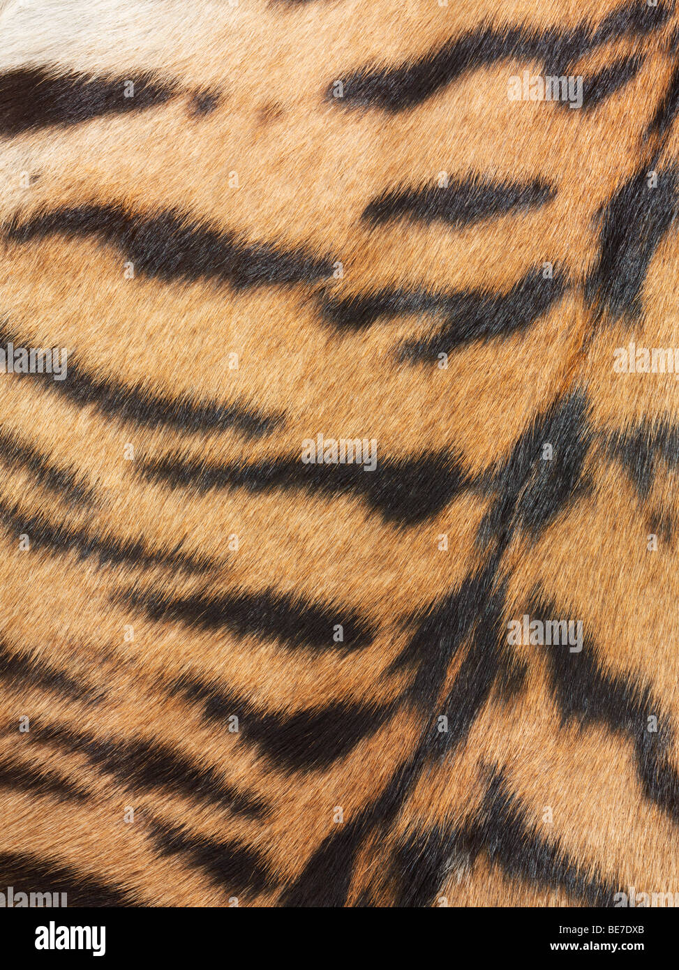 Tiger fur, detail Stock Photo