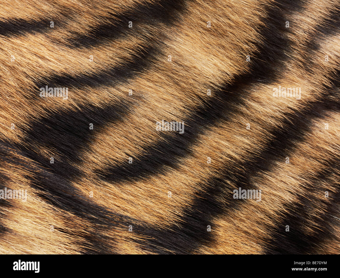 Tiger fur, detail Stock Photo