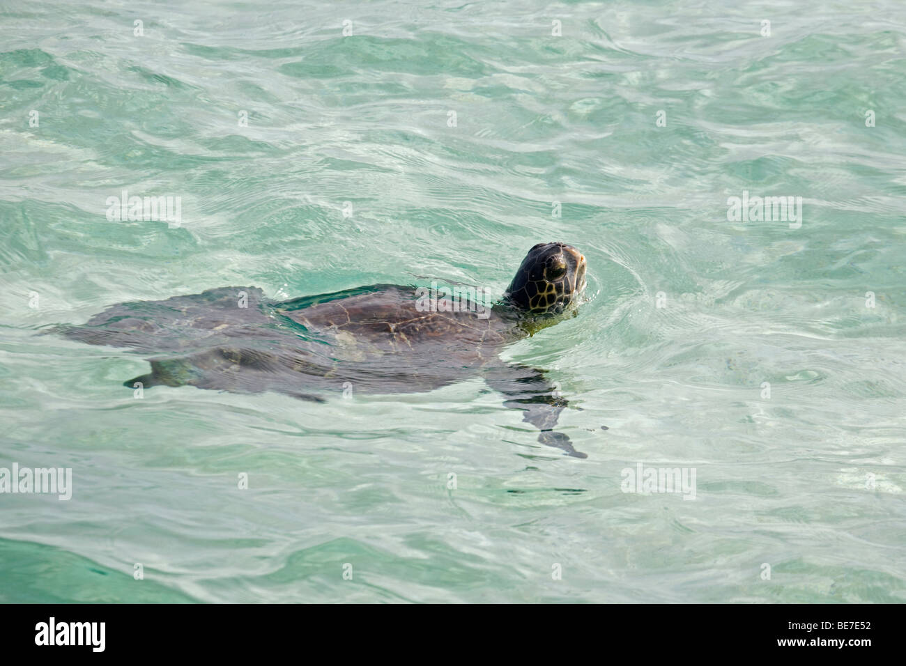 Hawaiian Green Sea Turtle surfacing to breathe in the Pacific Ocean at  Midway Atoll.  Chelonia mydas, Stock Photo
