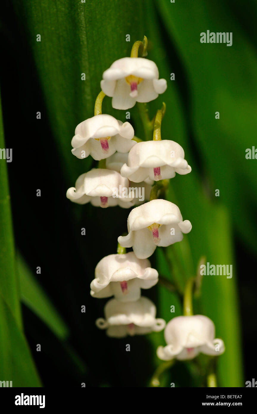 Lily of the Valley (Convallaria majalis) Stock Photo