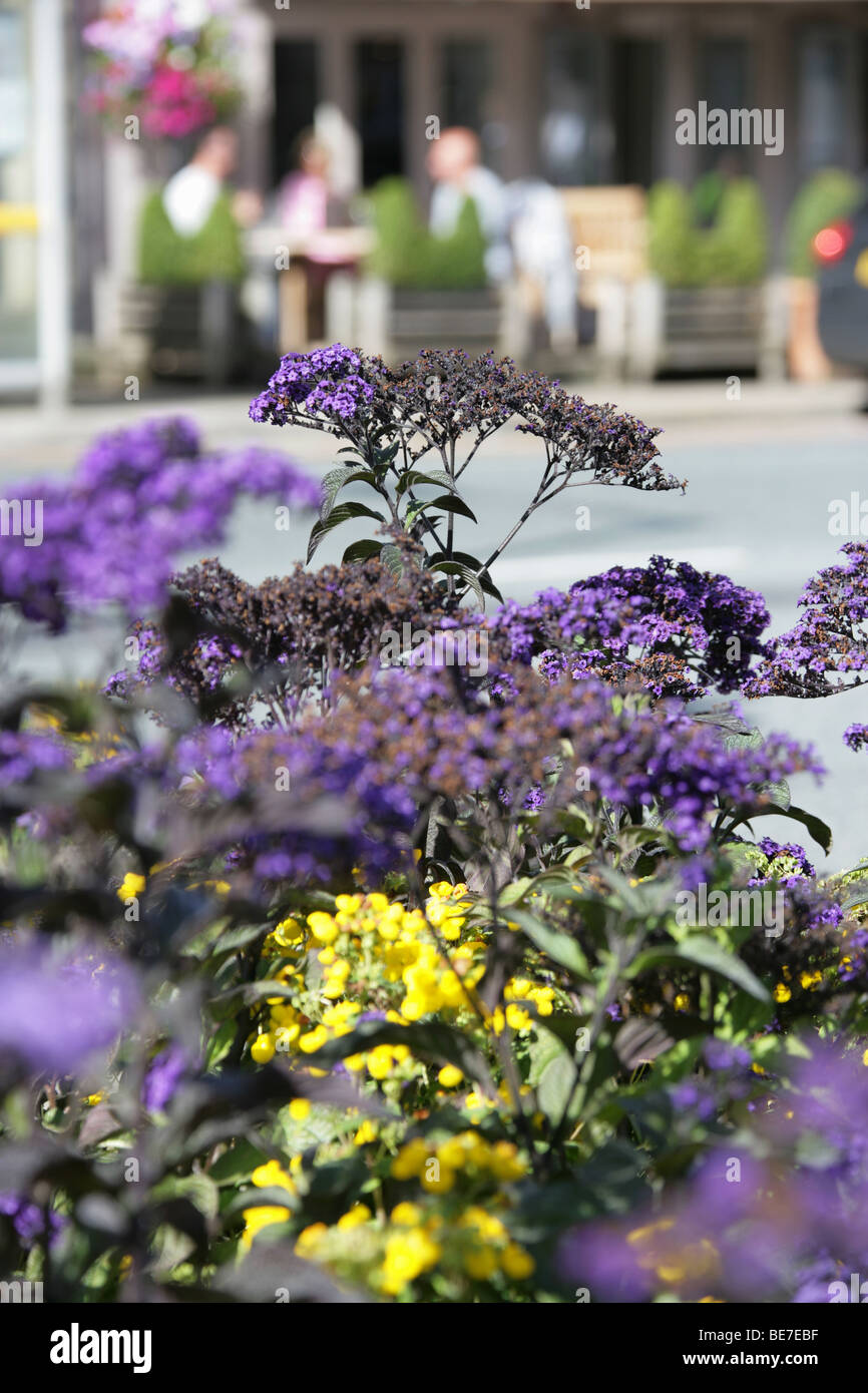 Town of Alderley Edge, England. Street flowers with a restaurant in Alderley Edge’s town centre out of focus in the background. Stock Photo