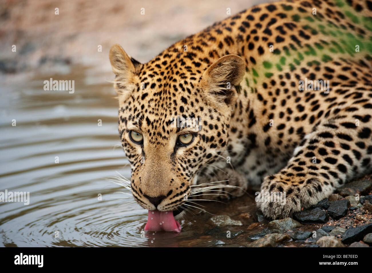 Leopard drinking (Panthera pardus), Sabi Sands, Greater Kruger National Park, South Africa Stock Photo
