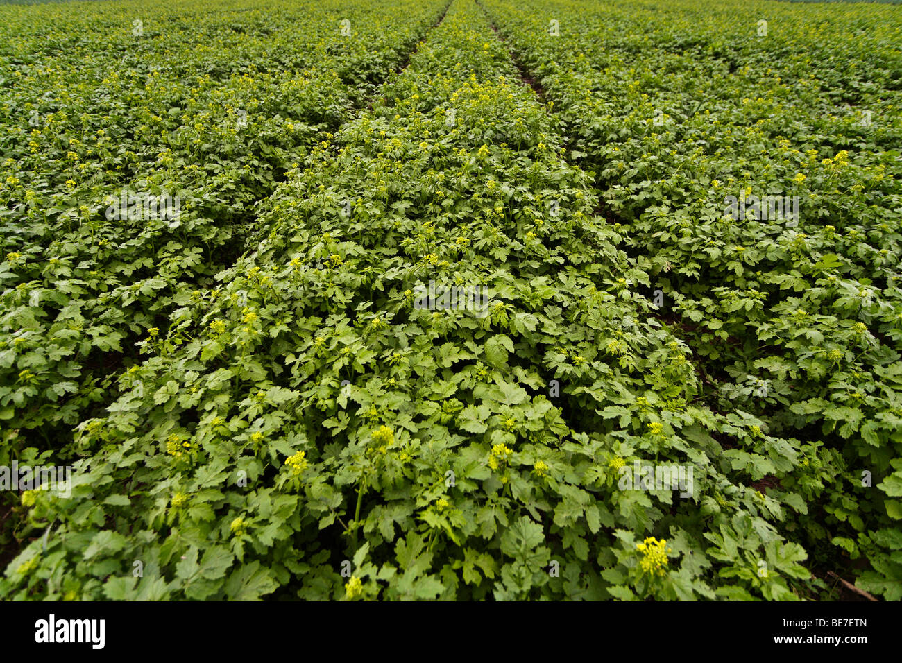 Field of mustard Stock Photo Alamy