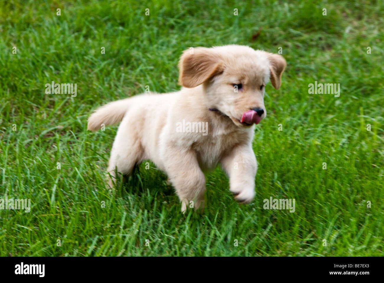 Eight week old Golden Retriever puppy running on the grass. Stock Photo