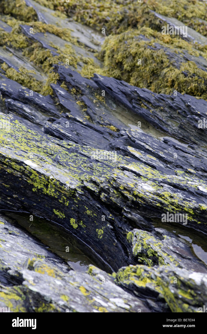 Algae on rocks on a beach hi-res stock photography and images - Alamy