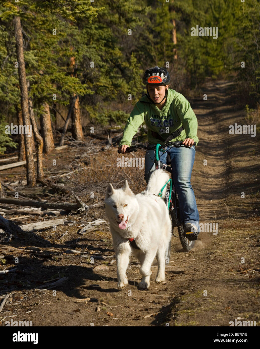 Husky, young woman bikejoring, dry land sled dog race, mountain bike, Yukon Territory, Canada, North America Stock Photo