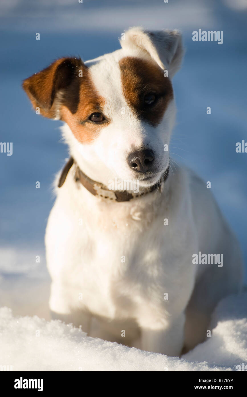 Dog sitting in snow, portrait Stock Photo - Alamy
