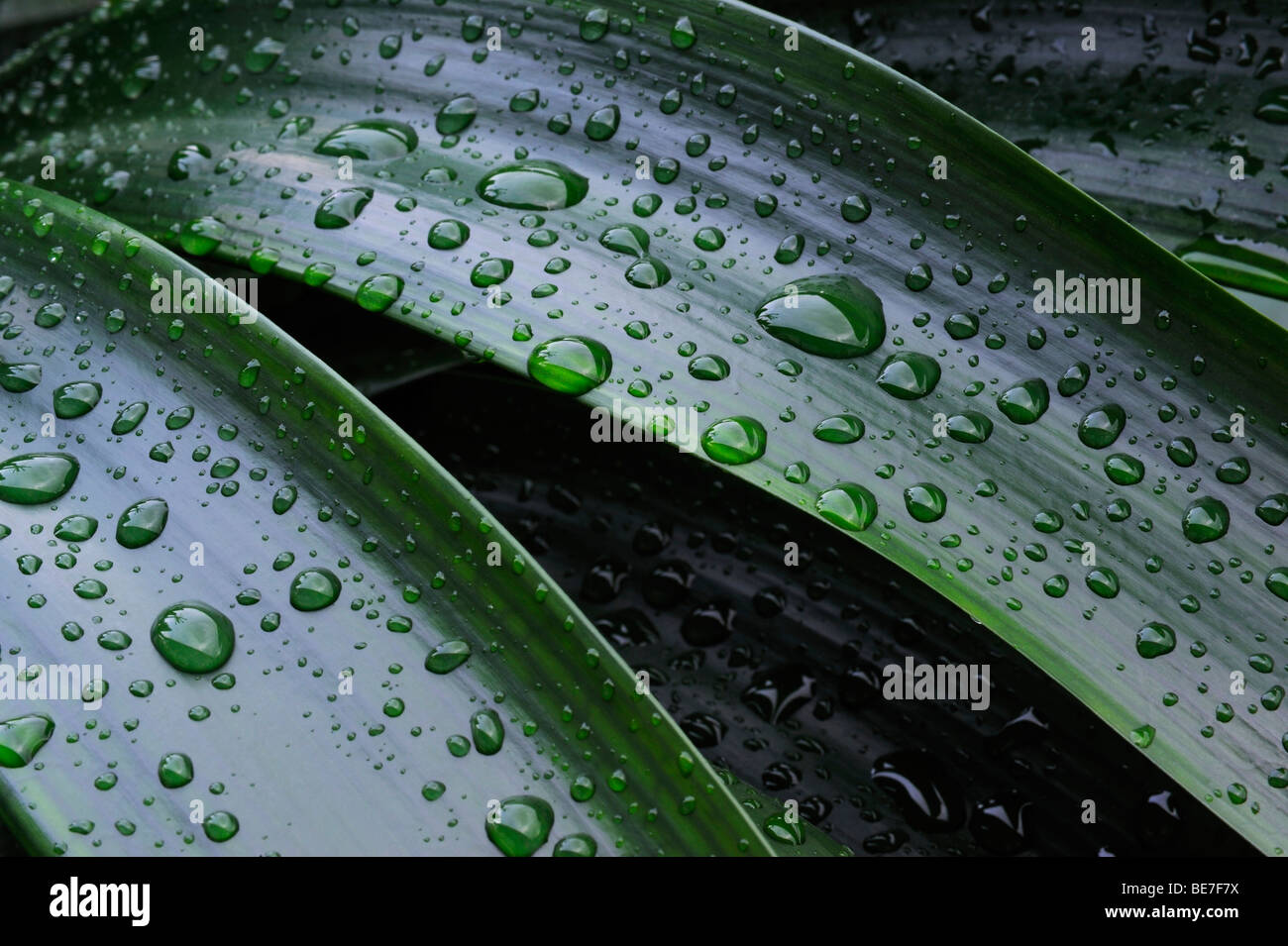 Leaves of a Kaffir Lily or Bush Lily (Clivia miniata) with water drops Stock Photo