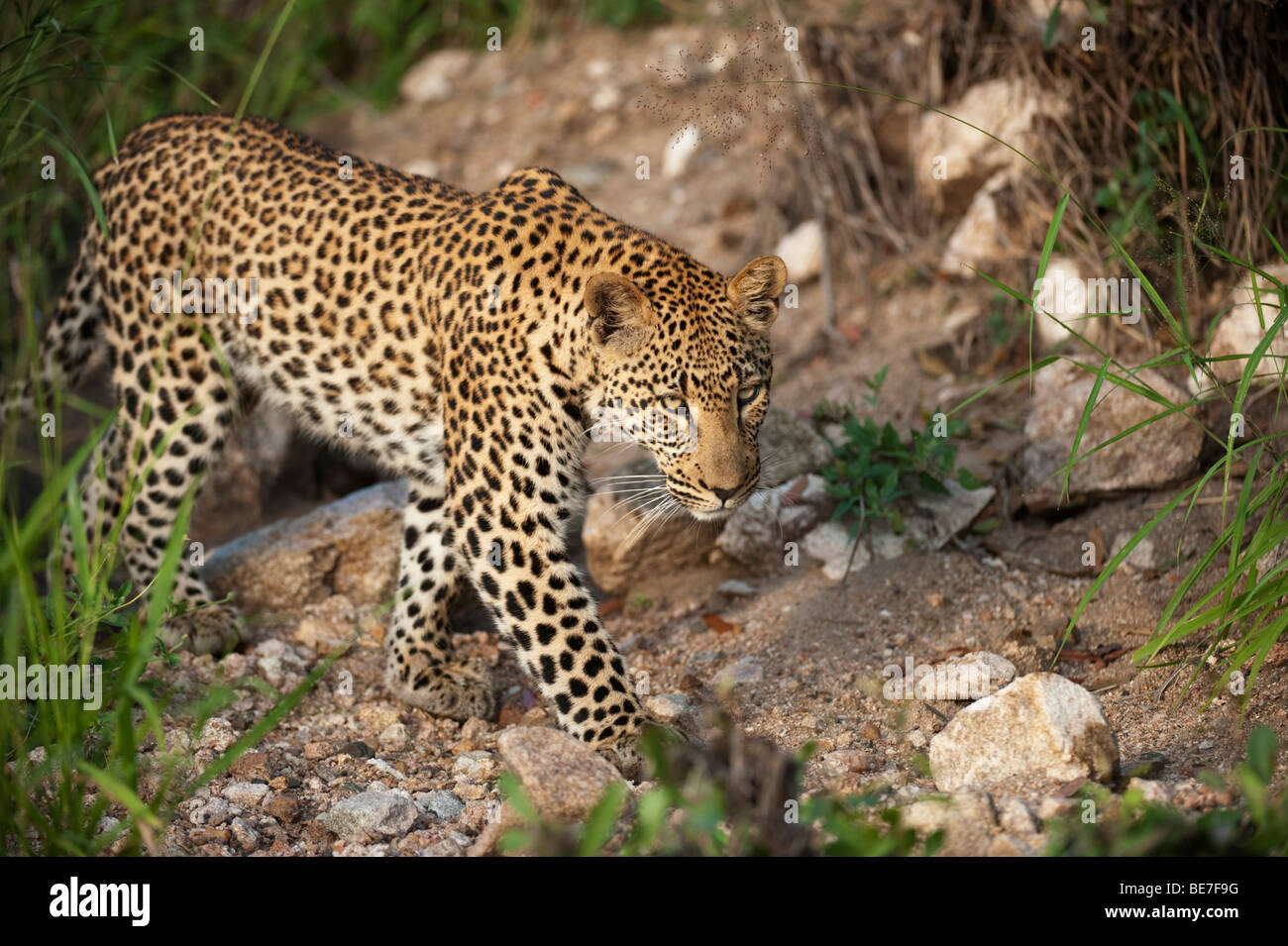Leopard (Panthera pardus), Sabi Sands, Greater Kruger National Park, South Africa Stock Photo