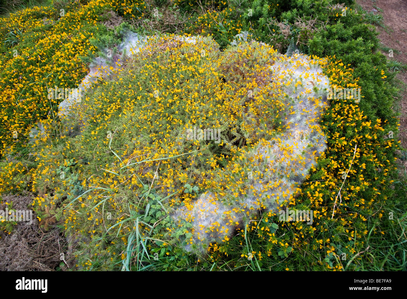 web of gorse spider mite; cornwall Stock Photo