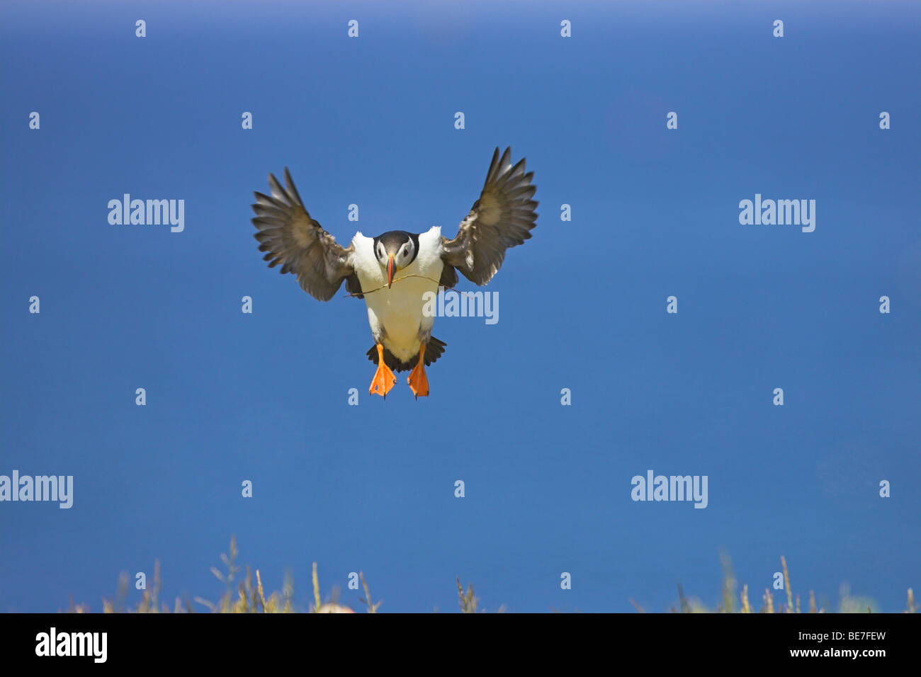 Atlantic Puffin Fratercula arctica flying in to land, carrying a stick in Northumberland, UK in June. Stock Photo
