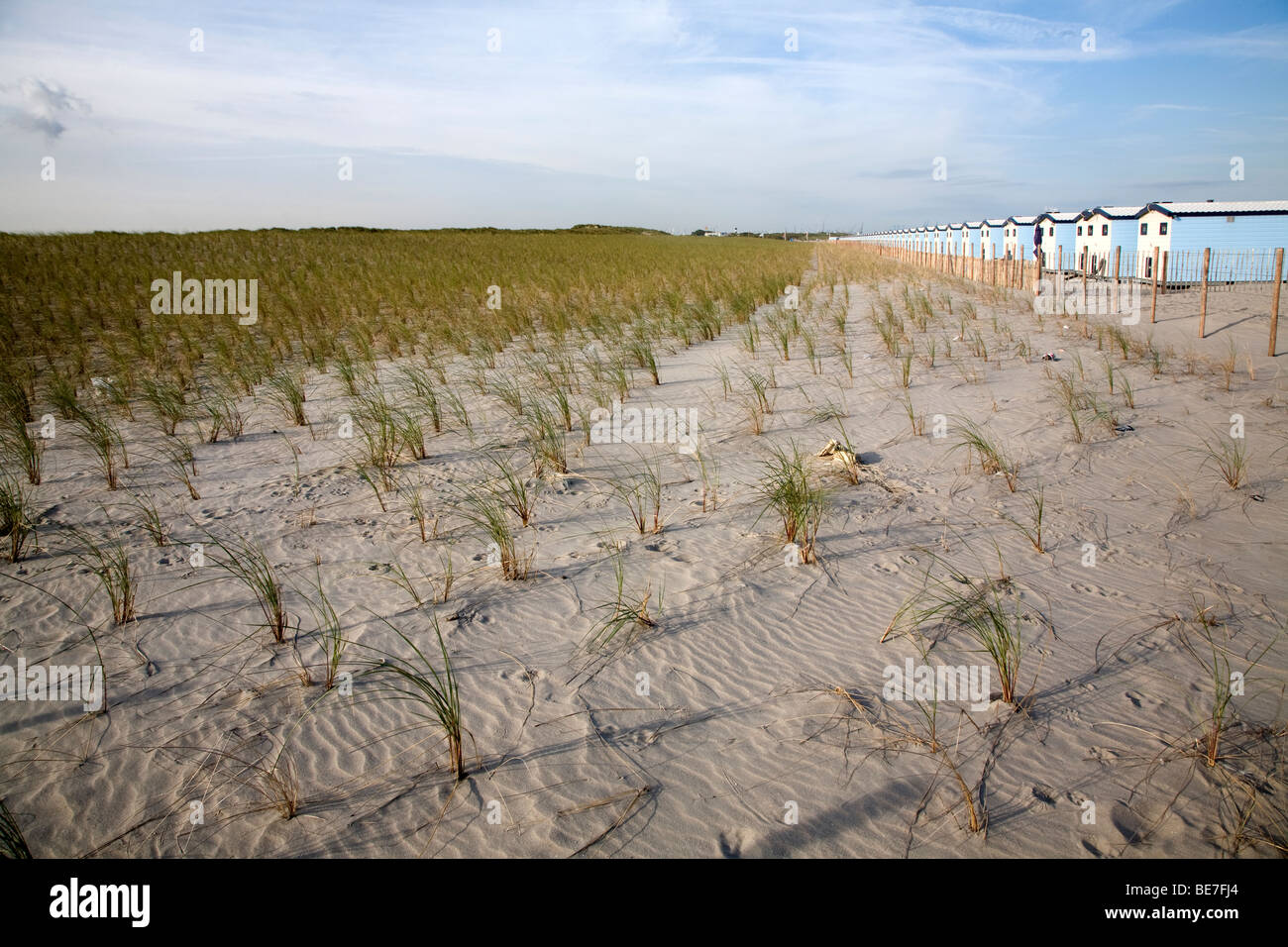 Sand dunes, Hook of Holland, Holland Stock Photo Alamy