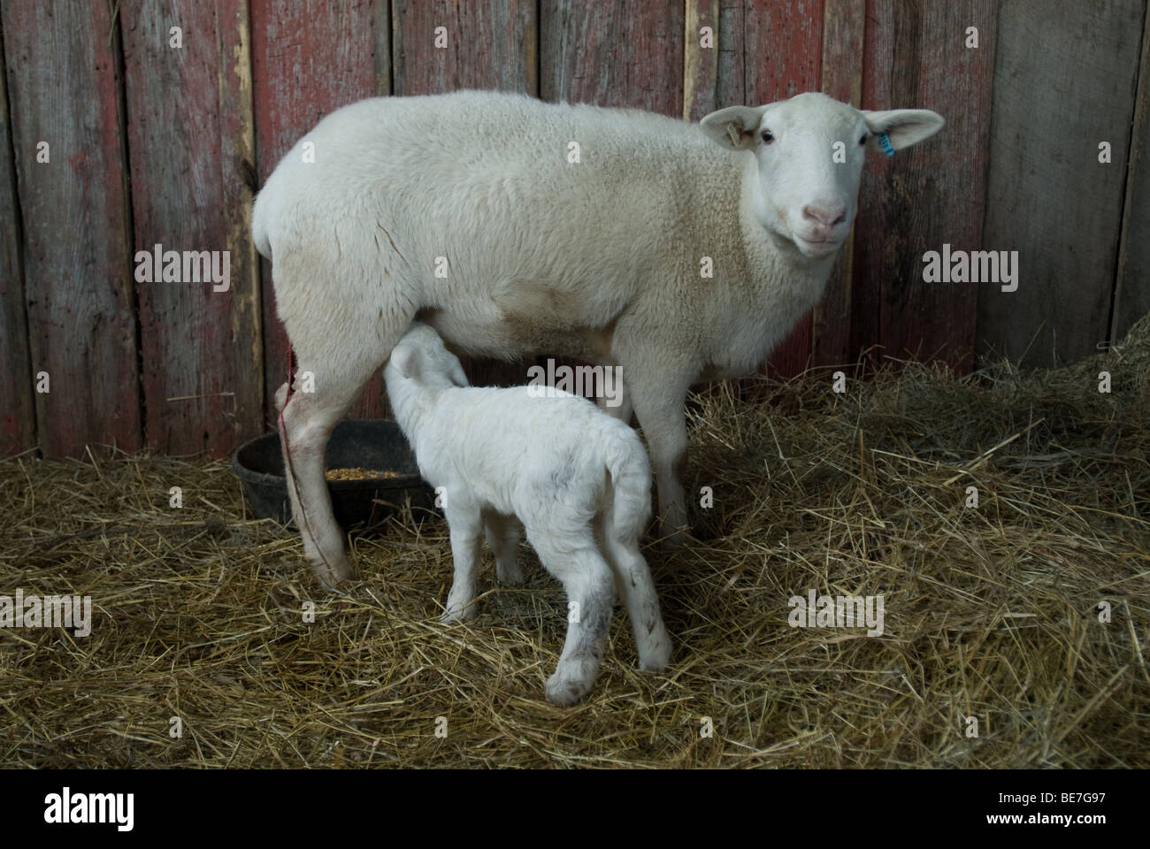 Sheep - Katahdin ewe with newborn lamb in barn Stock Photo