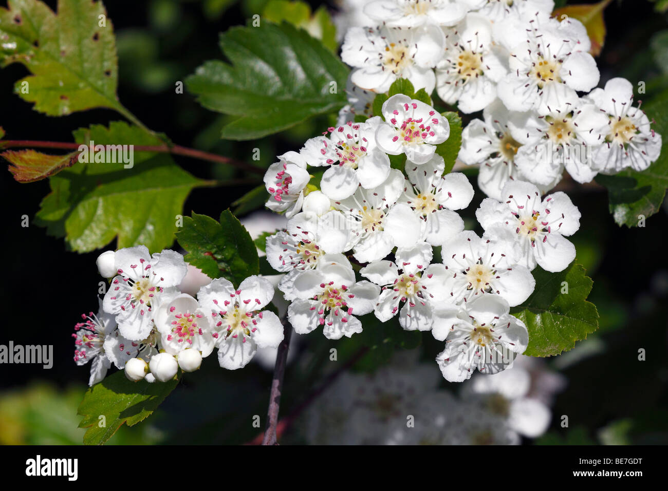 Flowering Midland Hawthorn, Woodland Hawthorn, Mayflower (Crataegus laevigata), medical plant Stock Photo