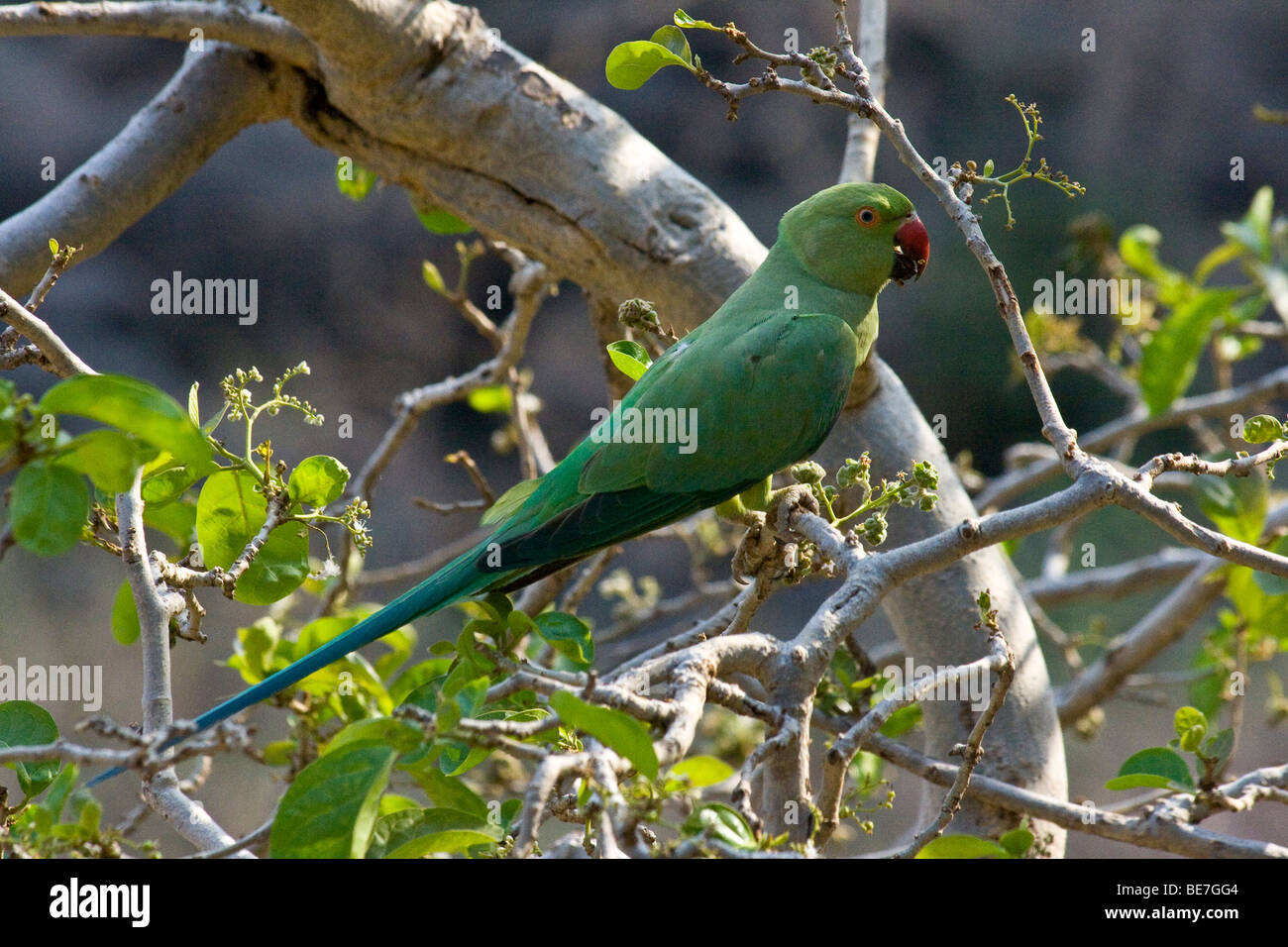 Rose Ringed Parakeet at the Ajanta Caves in India Stock Photo