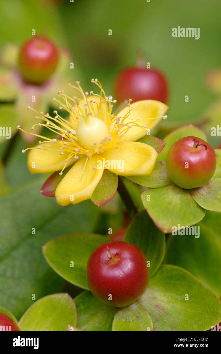 Tutsan (Hypericum androsaemum) flower and berries, England, UK Stock Photo
