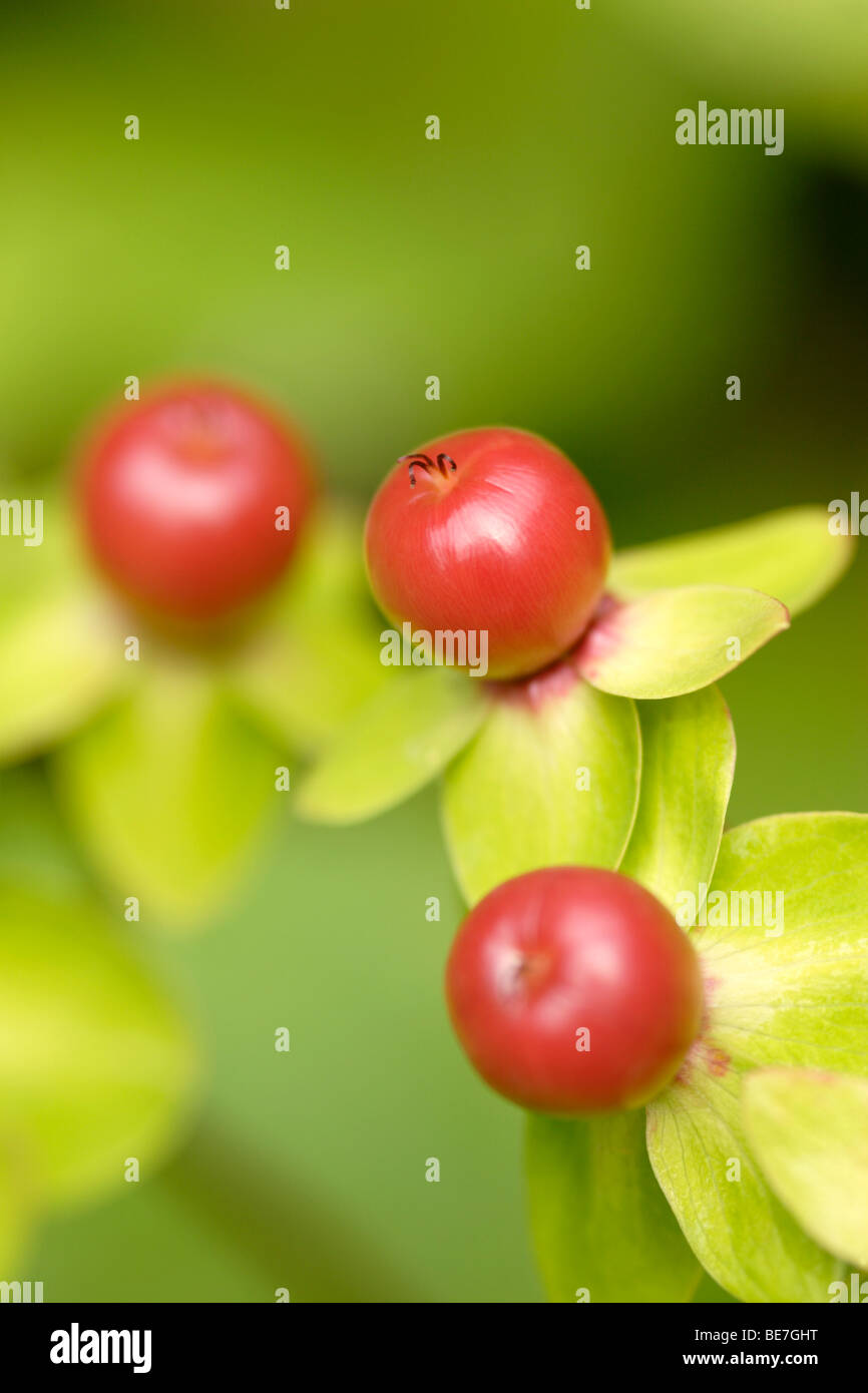 Tutsan (Hypericum androsaemum) berries, England, UK Stock Photo
