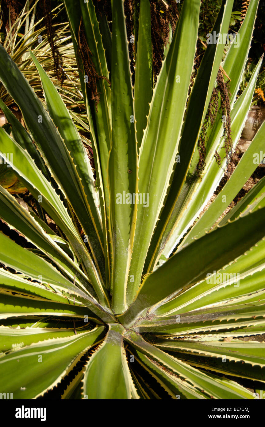 Spanish bayonet Yucca aloifolia Stock Photo