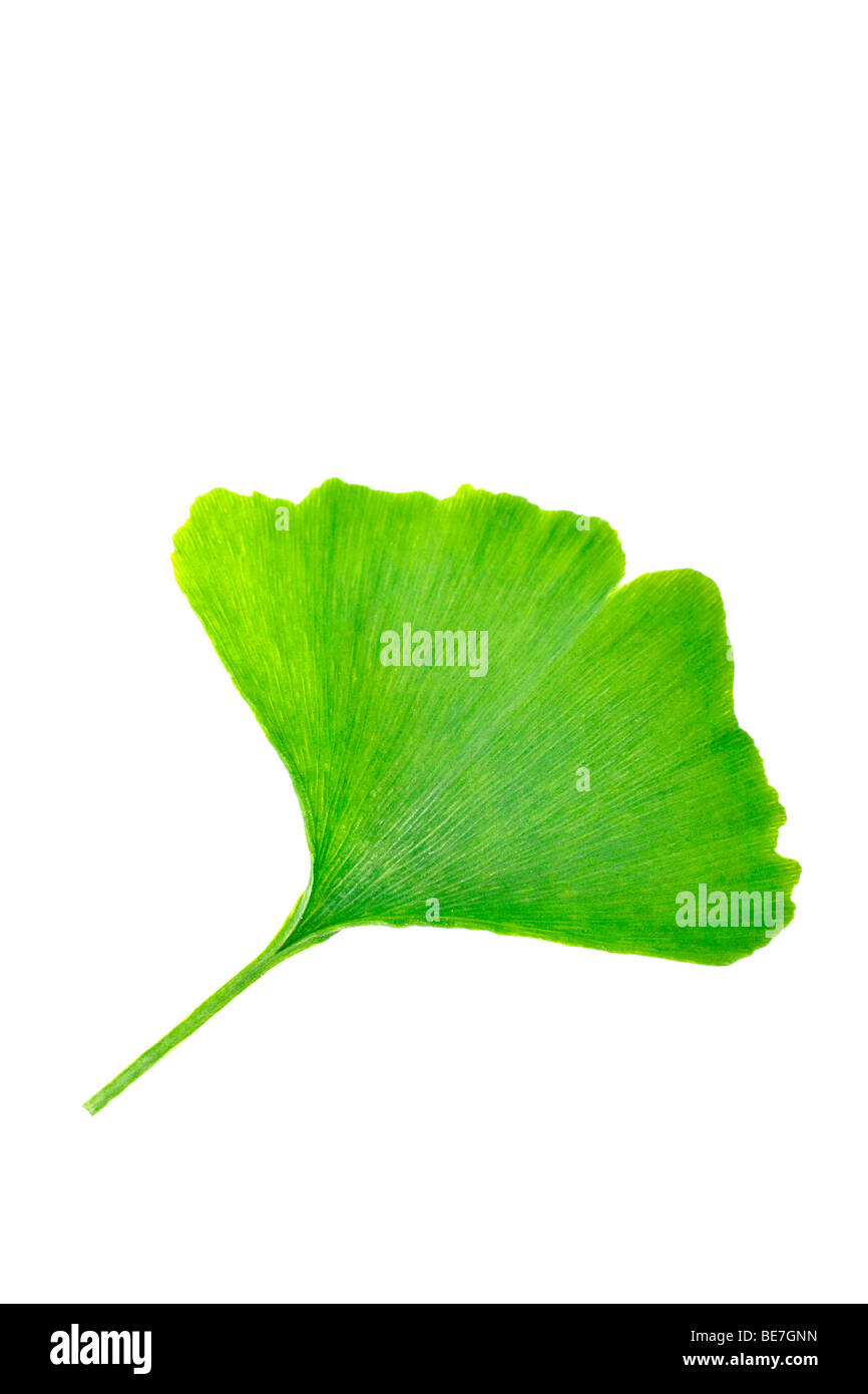 Leaf of the Ginkgo tree or Ginko (Ginkgo biloba Stock Photo Alamy