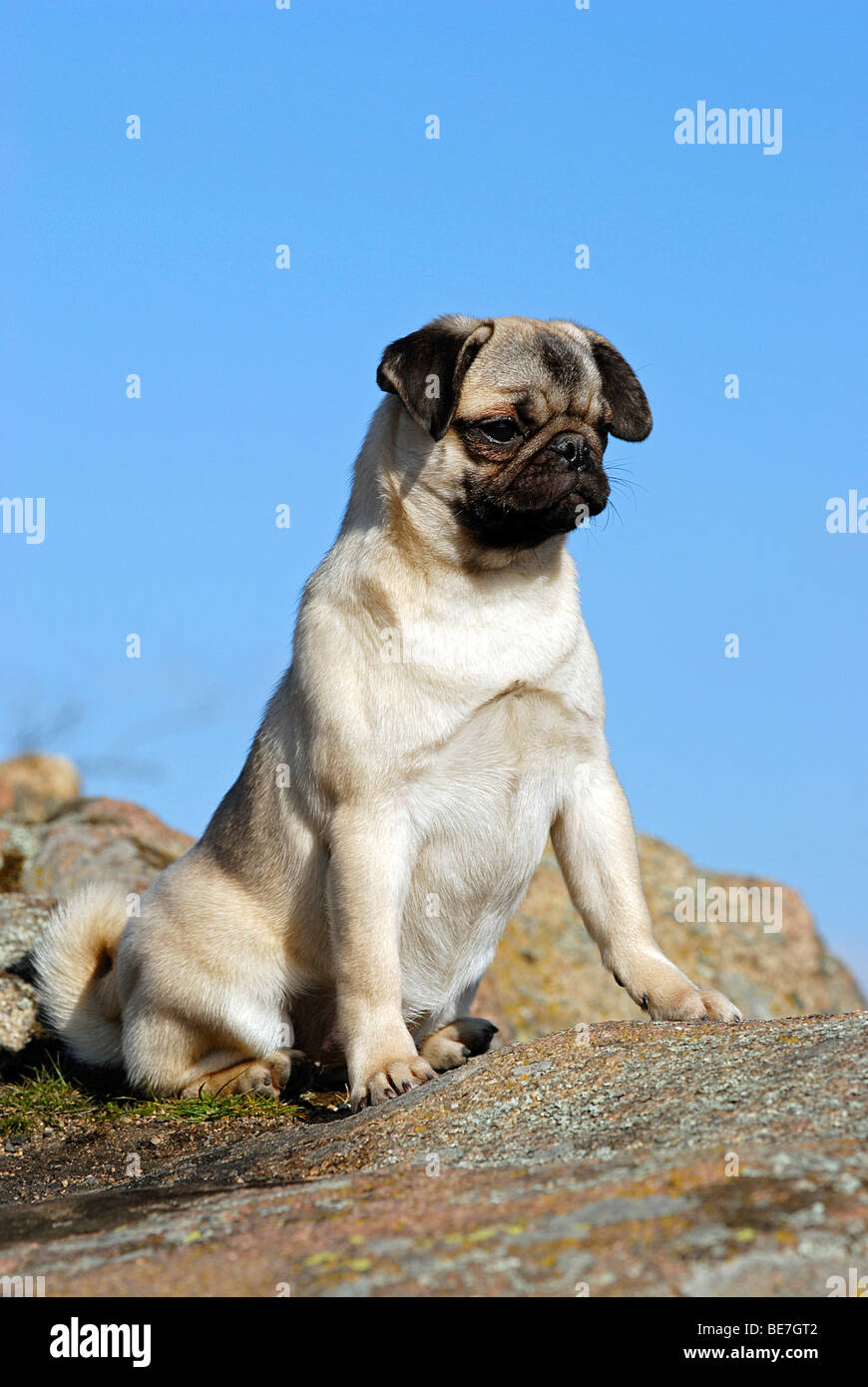 Pug sitting on a rock Stock Photo Alamy