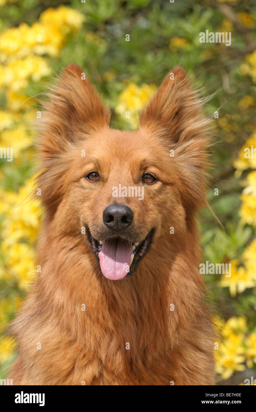 Harzer fuchs hi-res stock photography and images - Alamy